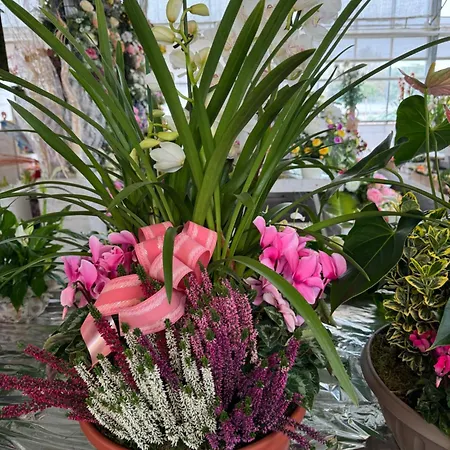 Apartment Il Glicine Antignano (Piedmont)